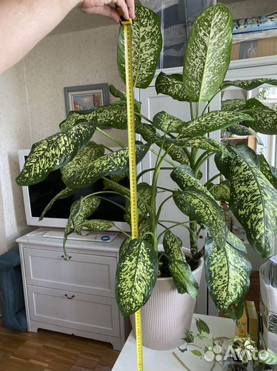 Диффенбахия