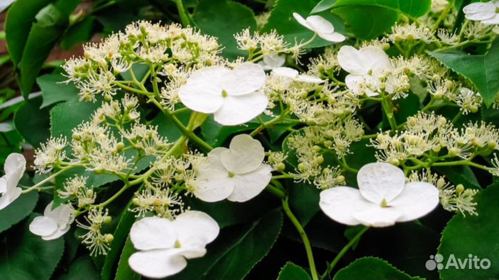 Гортензия вьющаяся Hydrangea petiolaris