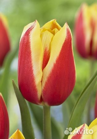 Луковицы тюльпана Bangkok