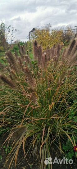 Кнефофия, пенисетум, гвоздика, сентябринки