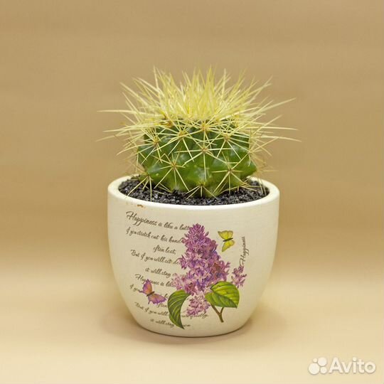 Кактусы