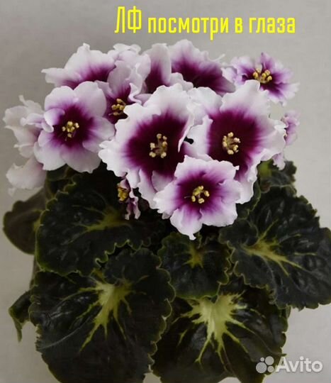 Лист фиалки