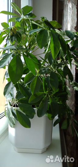 Комнатные цветы шефлера