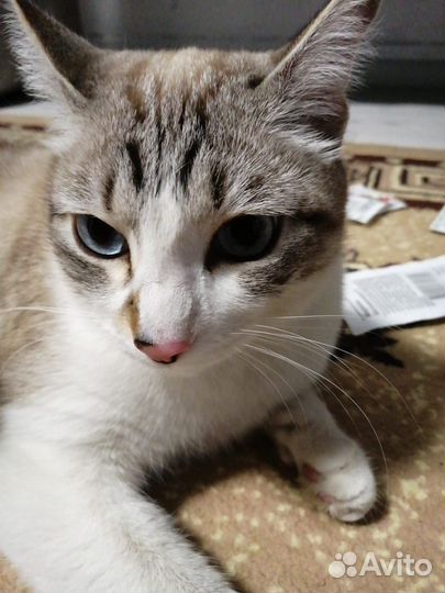 Потерялся котик