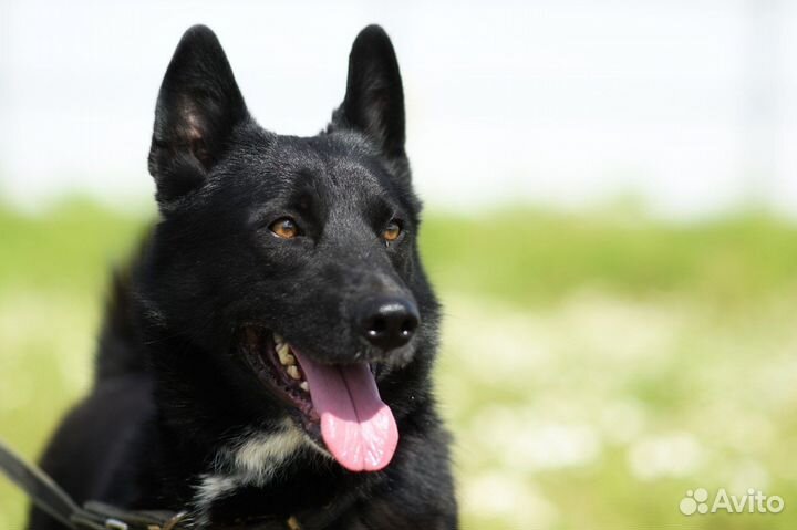 Север в добрые руки