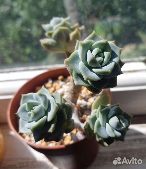 Суккуленты,излишки