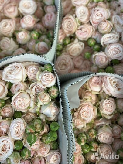 Растения, роза, 51 роза, 101 роза, букет роз