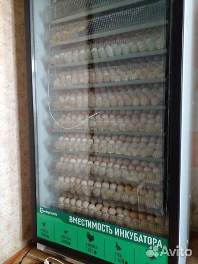 Цыплята Индюшата на майские