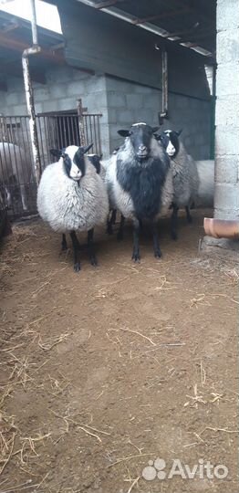 Романовские овцы