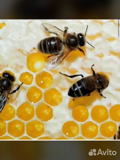 Балхам настоящий