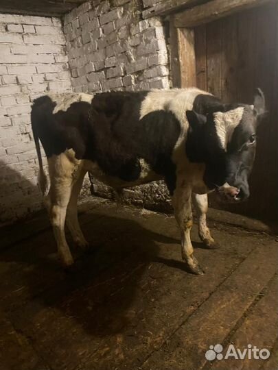 Бычки на откорм