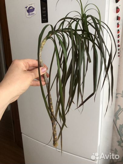 Пальма драцена