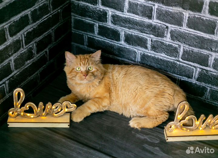 Тишка ищет дом