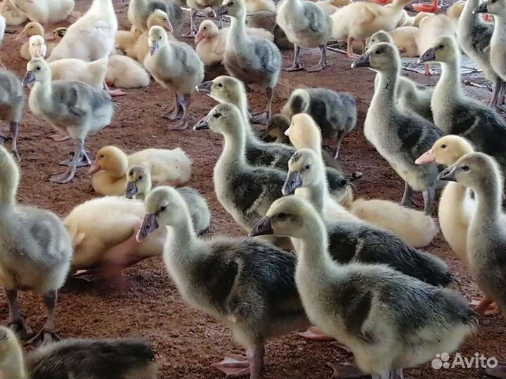 Гусята суточные, подрощенные