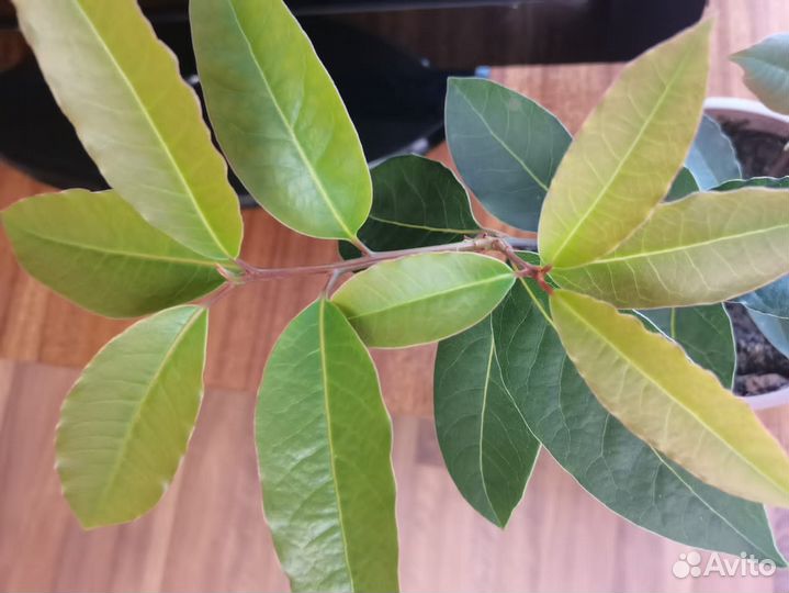 Лавровое дерево