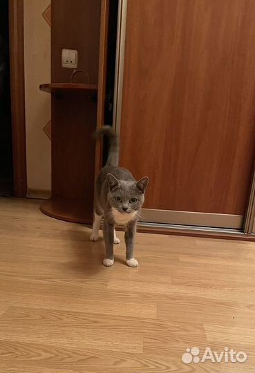 Кошка 1.5 года
