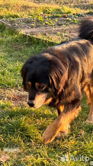 Вязка. Монгольский банхар. Кобель. Документы мкф