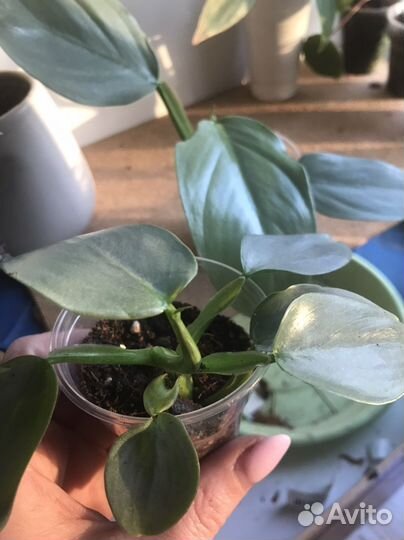 Филодендрон