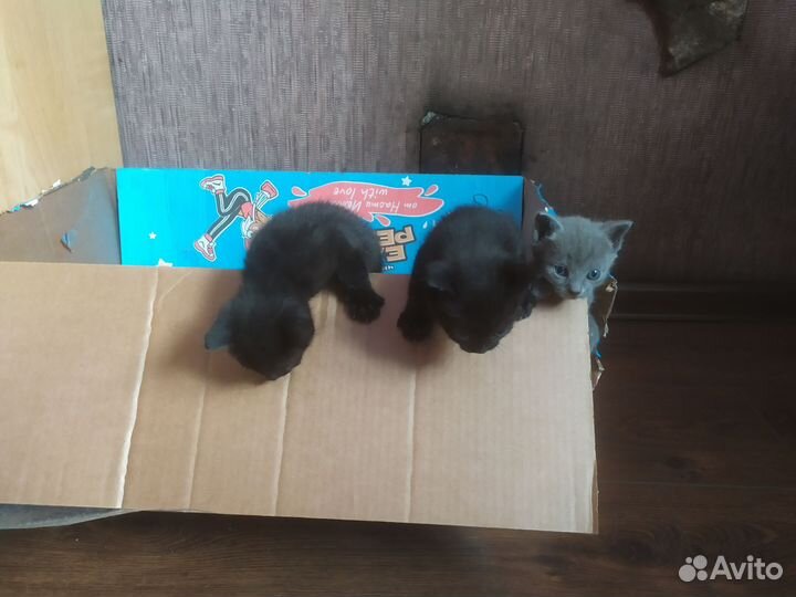 Котик в добрые руки
