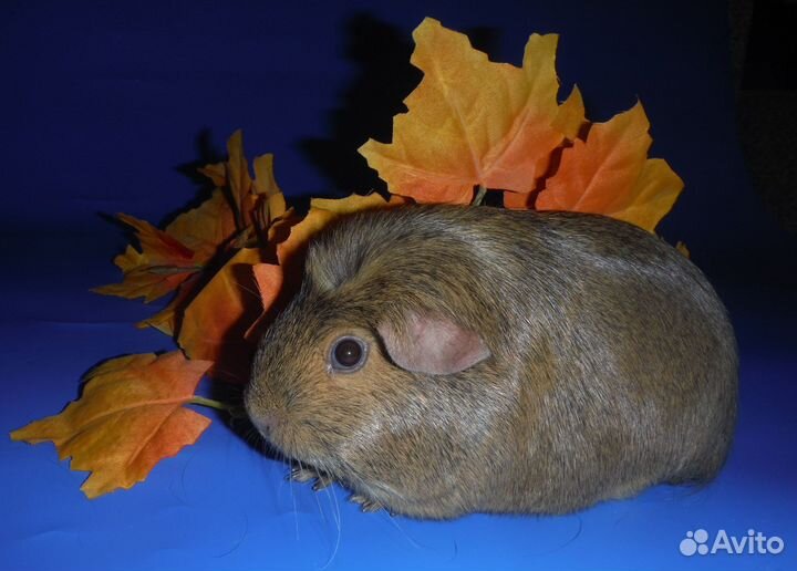 Морские свинки самцы