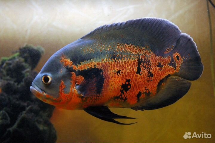 Аквариумные рыбки