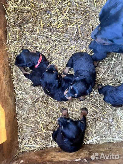 Щенки ротвейлера продажа