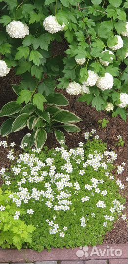 Почвопокровные растения