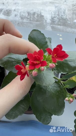 Каланхоэ цветущий