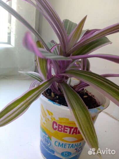 Диффенбахия и др комнатные цветы