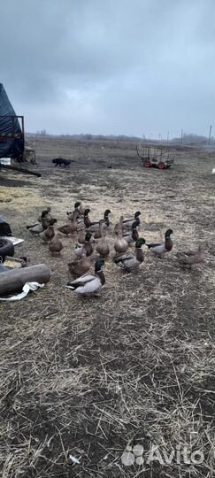 Дикие подсадные утки