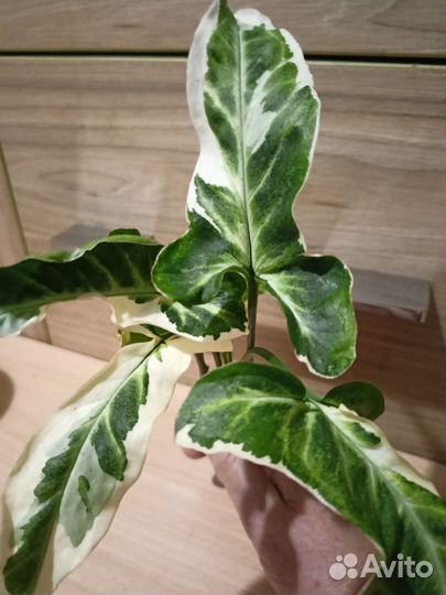 Сингониумы сортовые с хорошей генетикой