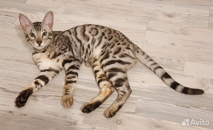 Бенгальский кот/серенгети