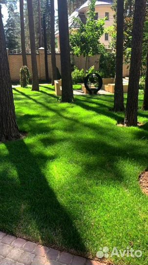 Рулонный газон 