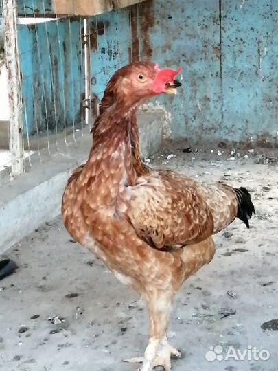 Куры бойцовой породы