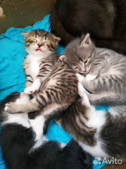 Котята в добрые руки