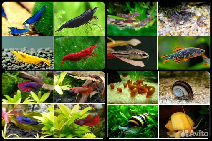 Обновление. Петушки. Креветки. Галактика. Пигмеи