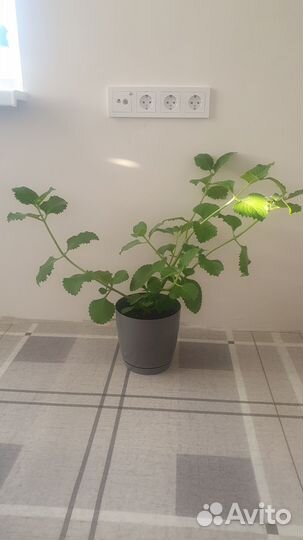 Комнатные цветы