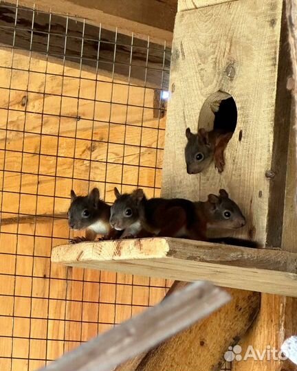 Продам белочек