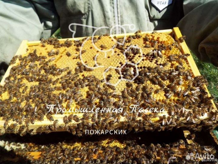 Пчелопакеты(заказы набраны)