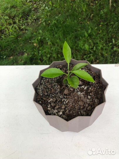 Лимонное дерево