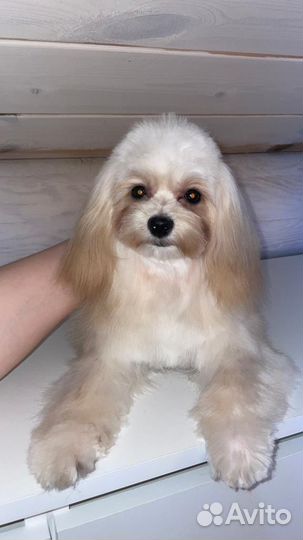 Мальтипу f1 mini