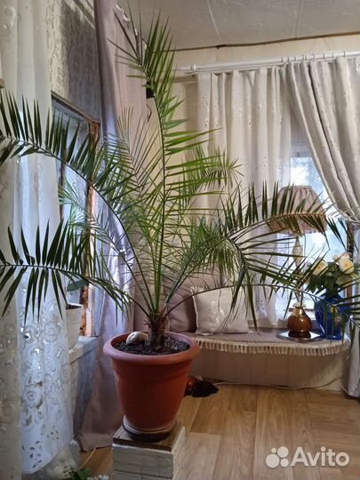 Финиковая пальма