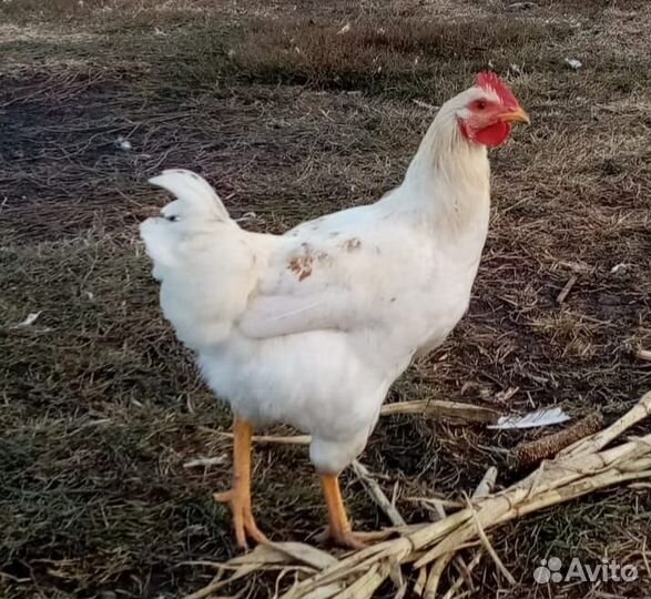 Куры разные