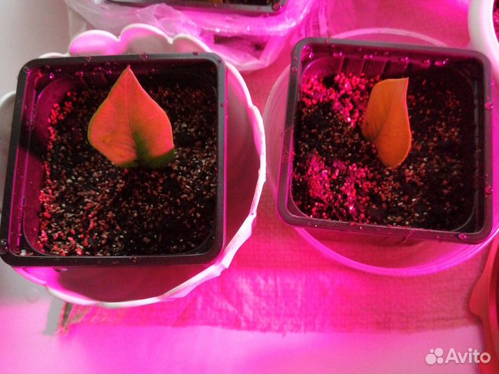 Антуриум, Замиакулькас