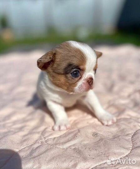 Чихуахуа Карамелька