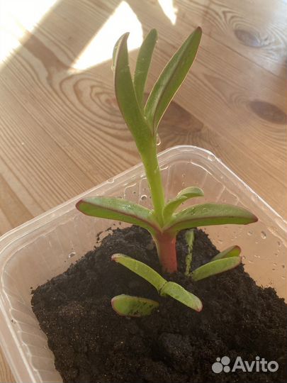 Карпобротус