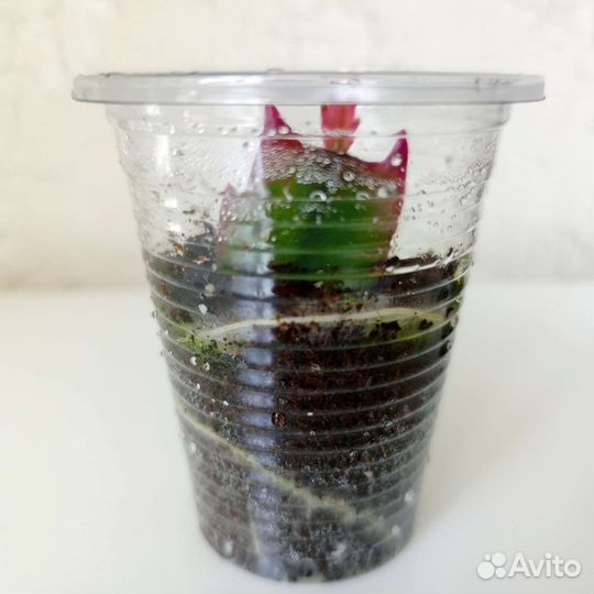 Декабрист (шлюмбергера)