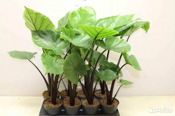 Алоказия Black Cobra Стем