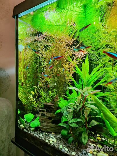 Аквариум