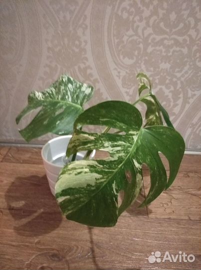 Монстера Альба, классическая, Уфа, Ирк, Анг